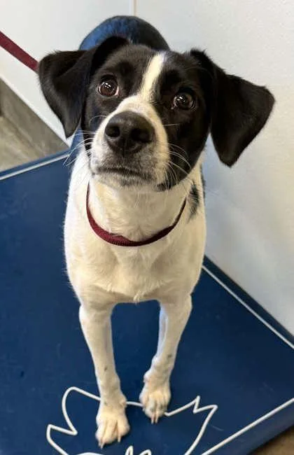 A young medium-sized male Labrador Retriever dog named Jason for adoption in Bowling Green, KY