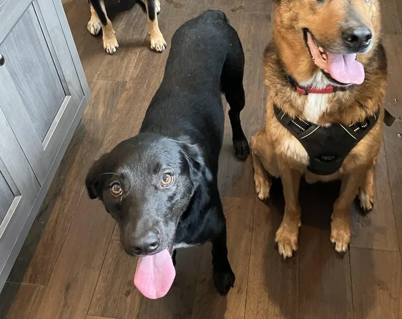 An adult medium-sized female Tricolor (Brown, Black, & White) Labrador Retriever dog named Jordan for adoption in Sedalia, CO