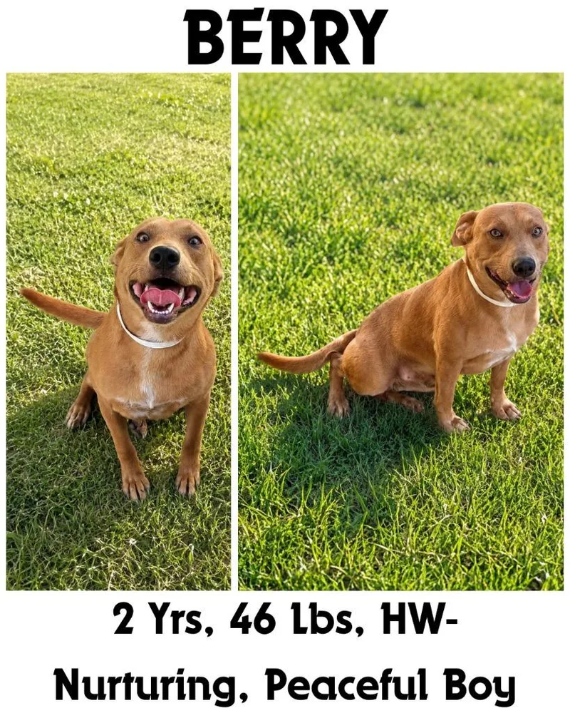 A young medium-sized male Carolina Dog dog named Berry for adoption in Albany, GA