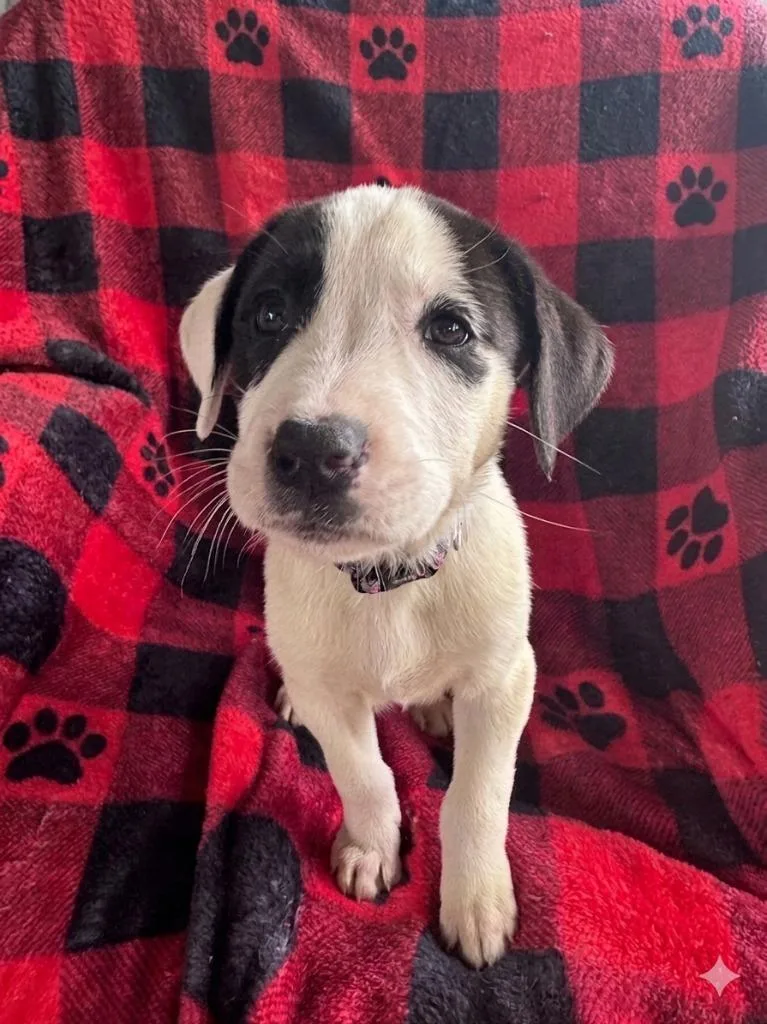 A baby medium-sized female Mixed Breed dog named Miami for adoption in Russellville, KY