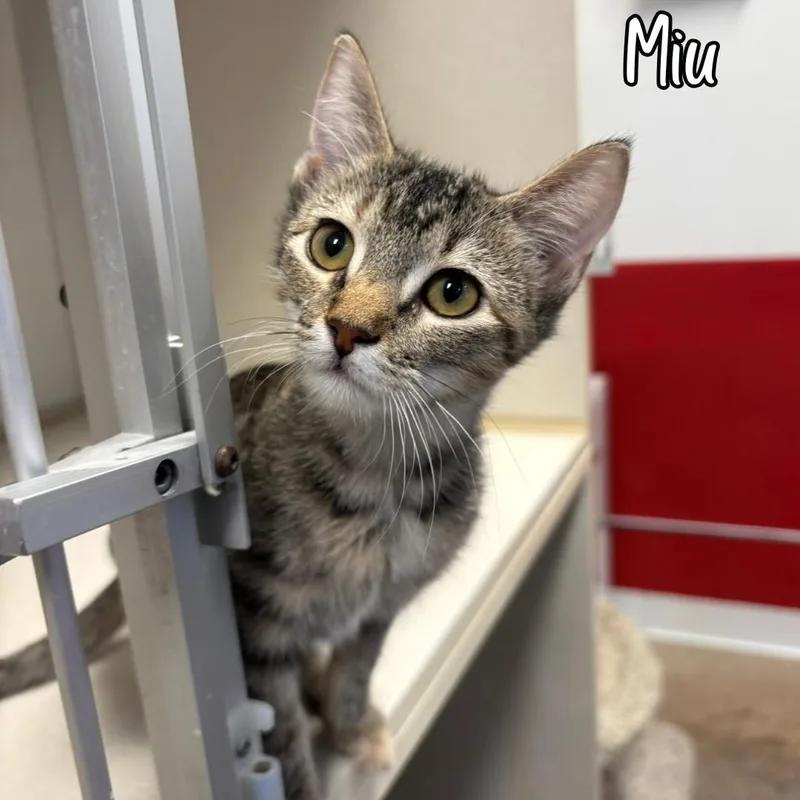 A young medium-sized female Tabby (Brown / Chocolate) Domestic Short Hair cat named Miu for adoption in Janesville, WI