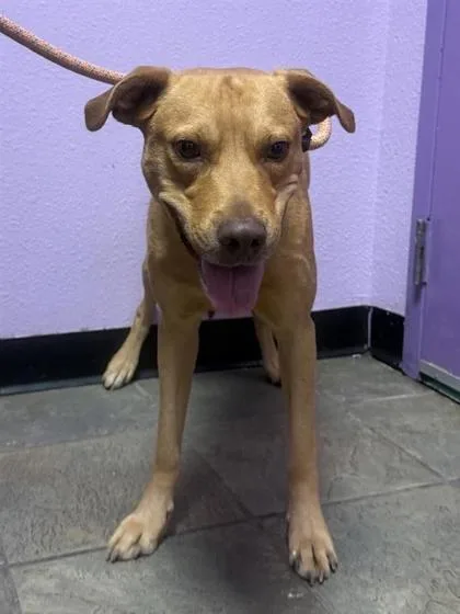 A young medium-sized male Brown / Chocolate Mixed Breed dog named Snickerdoodle for adoption in El Paso, TX