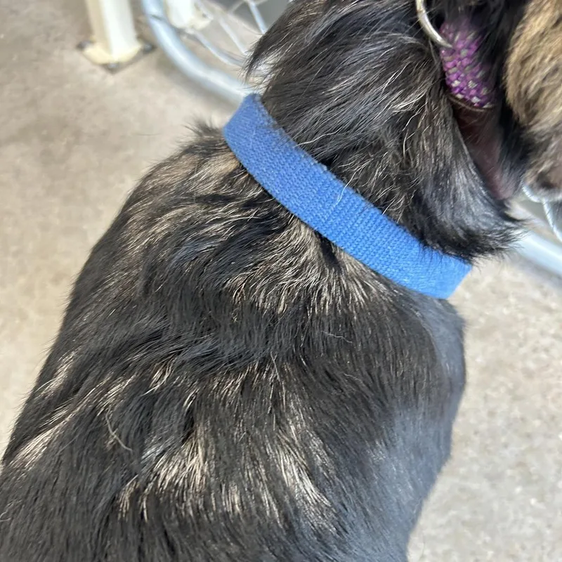 An adult medium-sized female Black Mixed Breed dog named Linda for adoption in Las Cruces, NM