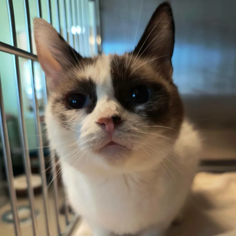 An adult medium-sized female Black Domestic Short Hair cat named Polly for adoption in Weaverville, CA