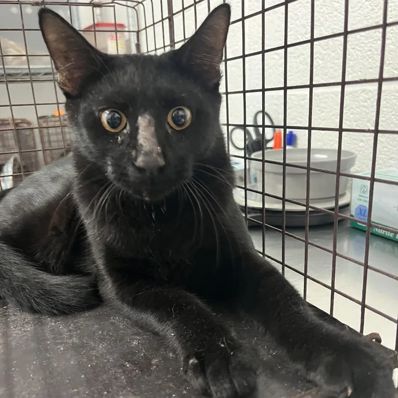 A young medium-sized male Black Domestic Short Hair cat named Gator for adoption in Edinburg, TX