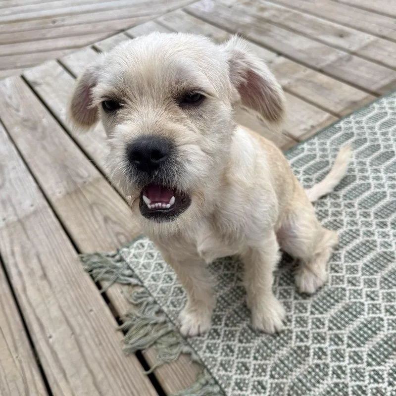 A young small-sized male Shih Tzu dog named Thomas for adoption in Valparaiso, IN
