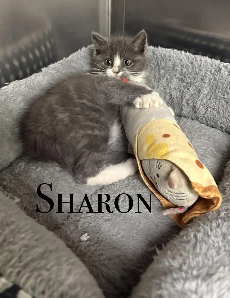 Sharon
