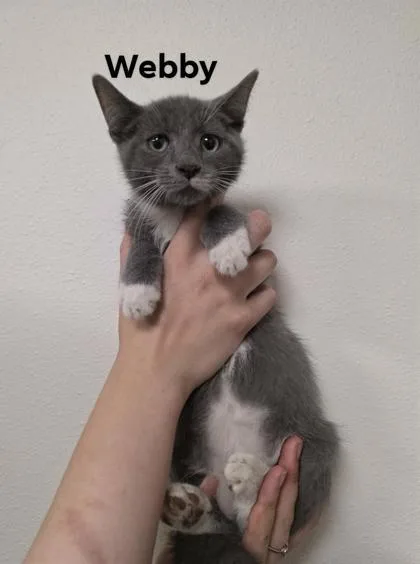 A baby medium-sized male Domestic Short Hair cat named Webby for adoption in Aberdeen, SD