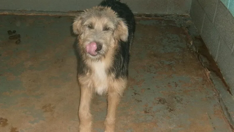 A young medium-sized female Hound dog named Sissy for adoption in Winslow, AZ