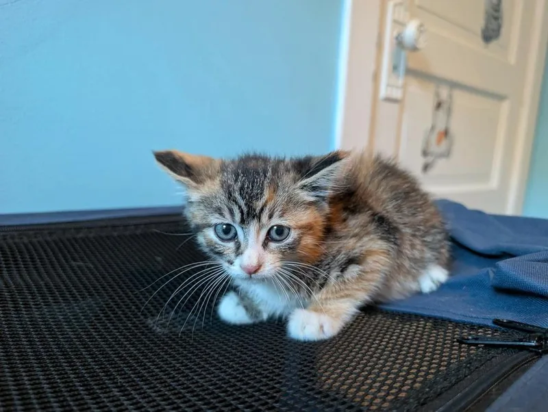 A baby small-sized female Domestic Medium Hair cat named Beach for adoption in Poplar Grove, IL