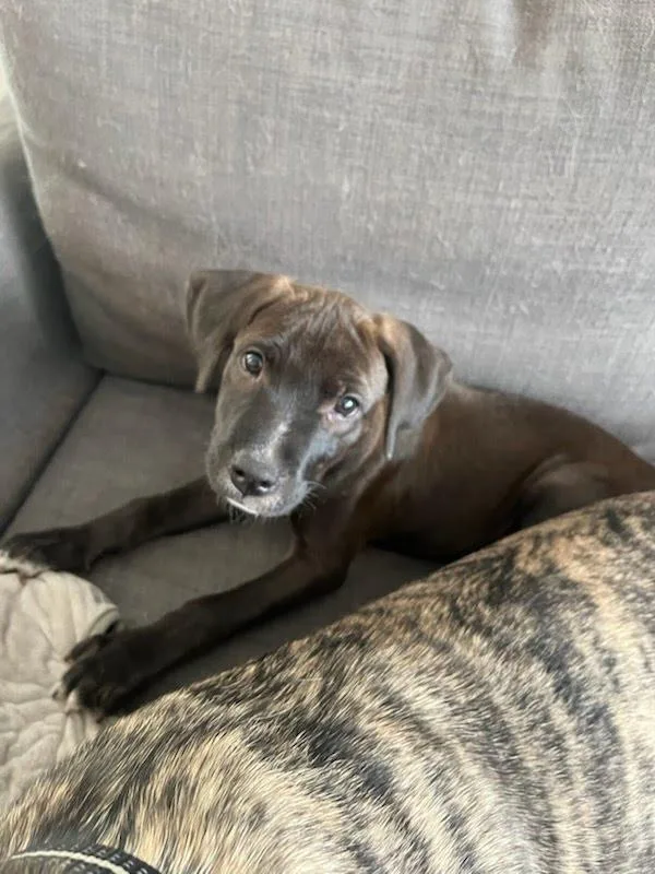 Josie