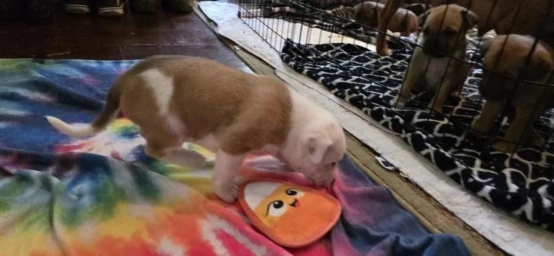 Petunia thumbnail 4