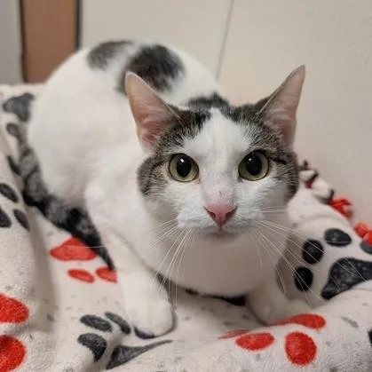 An adult medium-sized female White Domestic Short Hair cat named Cutie Pie for adoption in Rochester, MN