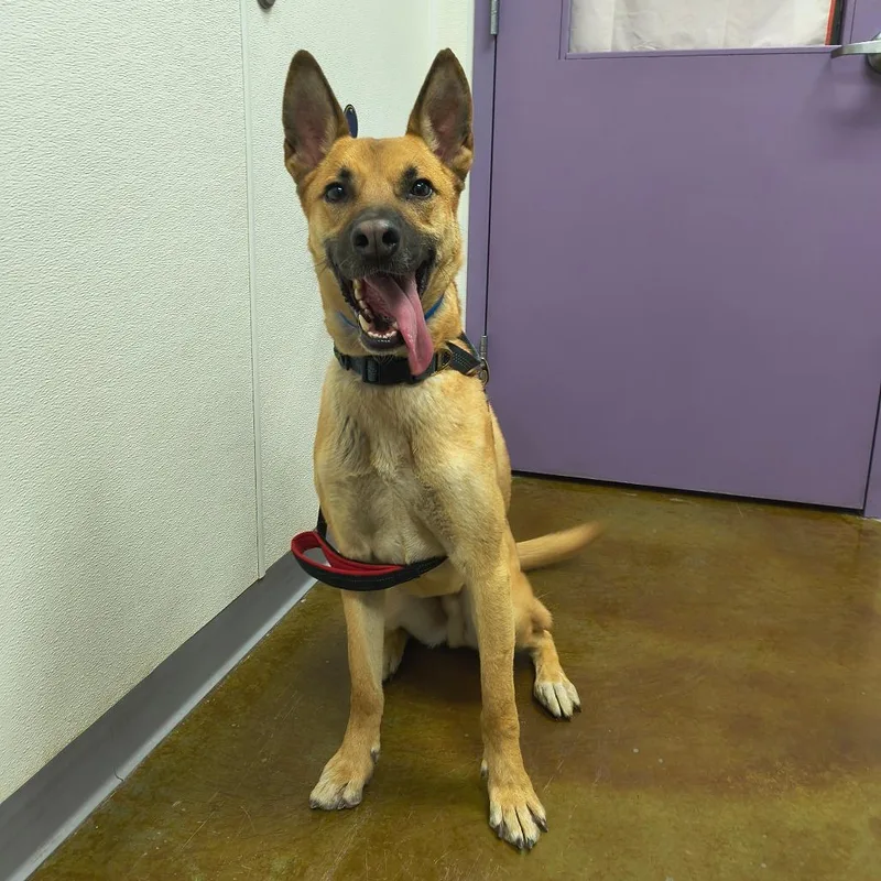 An adult medium-sized male Yellow / Tan / Blond / Fawn Belgian Shepherd / Malinois dog named Beowulf for adoption in Albuquerque, NM