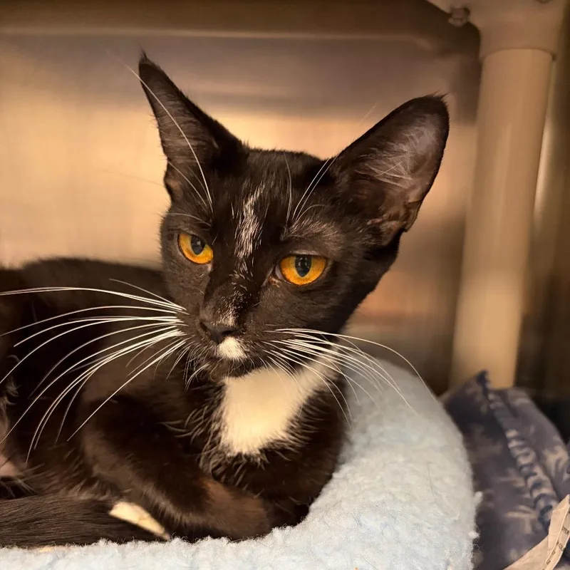 An adult small-sized female Black Domestic Short Hair cat named Vanilla Bean Frappe with for adoption in Mentor, OH