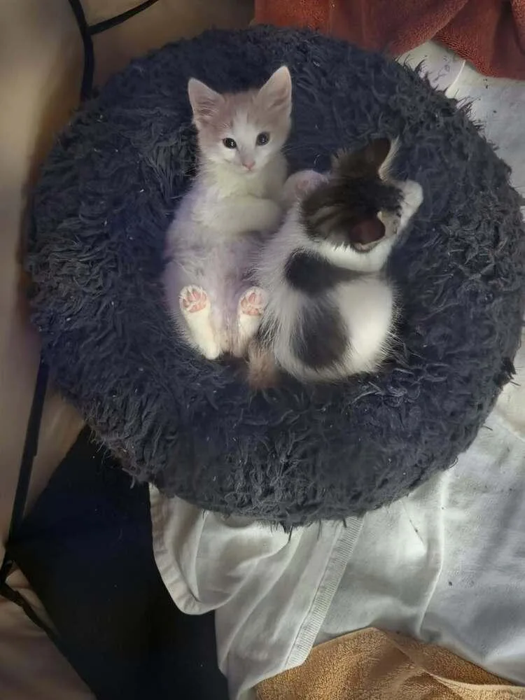 A baby small-sized male Orange & White Domestic Short Hair cat named Norbit for adoption in Lancaster, CA