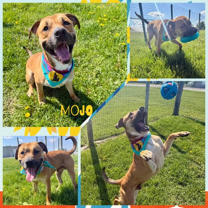 An adult large-sized male Black Mouth Cur dog named Mojo for adoption in Rensselaer, IN