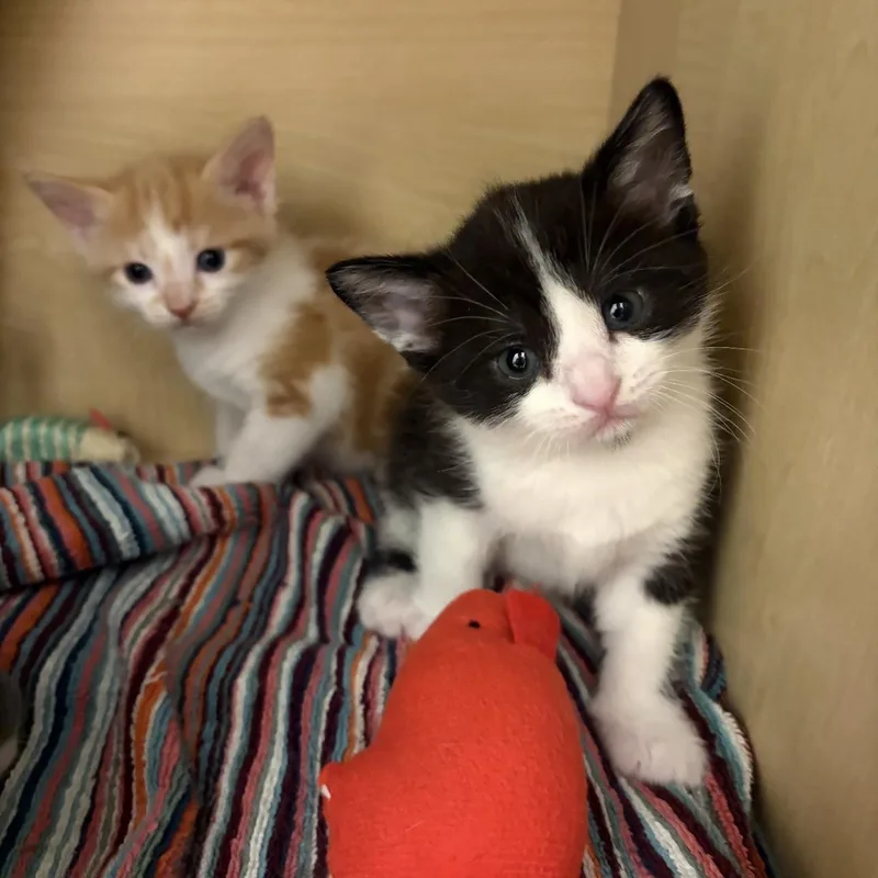 A baby medium-sized female Orange & White Domestic Short Hair cat named Mary for adoption in Rochester Hills, MI