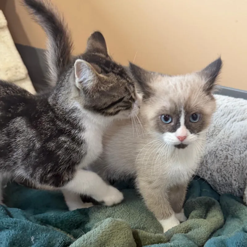 A baby small-sized male Cream / Ivory Siamese cat named Flipper for adoption in Wadena, MN