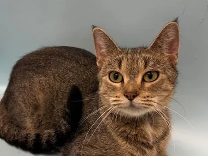 A young small-sized female Domestic Short Hair cat named Michi for adoption in Woodbury, MN