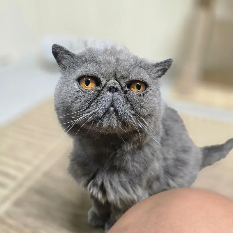 An adult small-sized male Gray / Blue / Silver Exotic Shorthair cat named Phoenix for adoption in Huntsville, AL