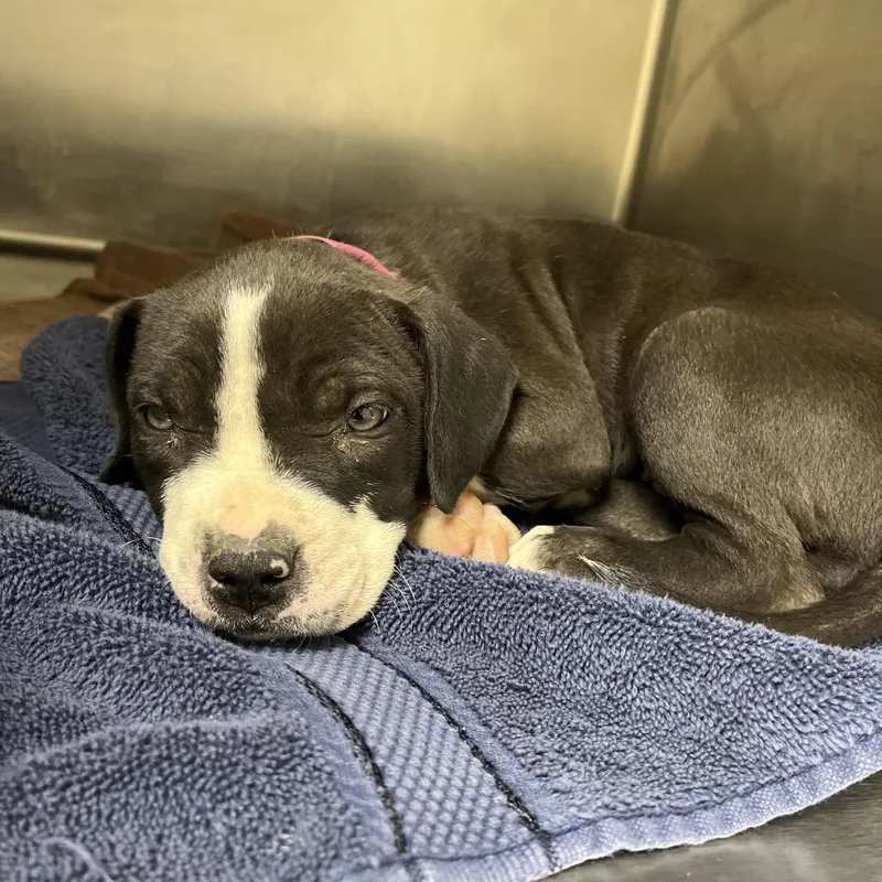 A baby small-sized female Black Mixed Breed dog named Siouxsie Sioux for adoption in Chattanooga, TN