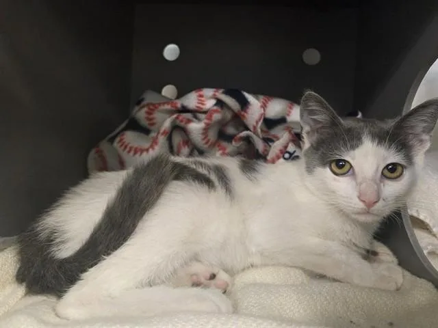 A baby small-sized female Domestic Short Hair cat named Rebecca for adoption in Palo Alto, CA