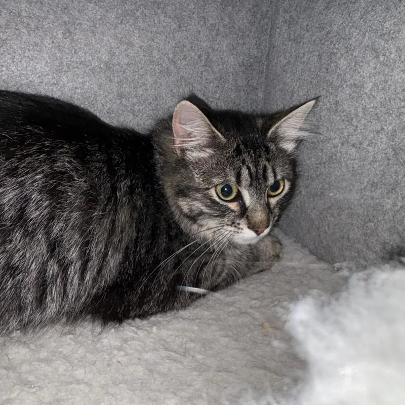 Goose Holmes thumbnail 2