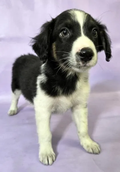 A baby medium-sized male Australian Shepherd dog named Bruno for adoption in Morton Grove, IL