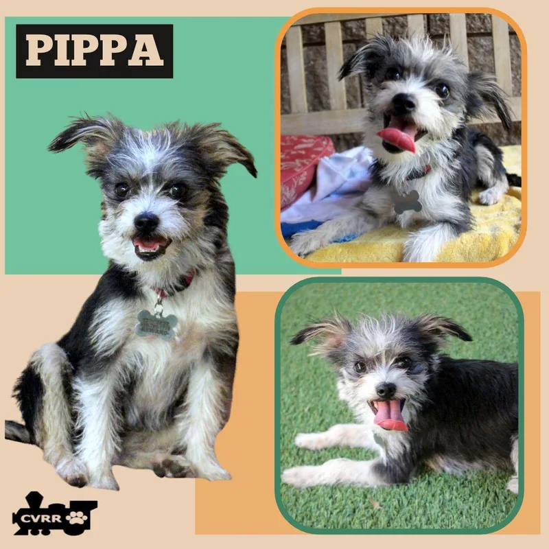 An adult small-sized female Terrier dog named Pippa for adoption in LINDSAY, CA
