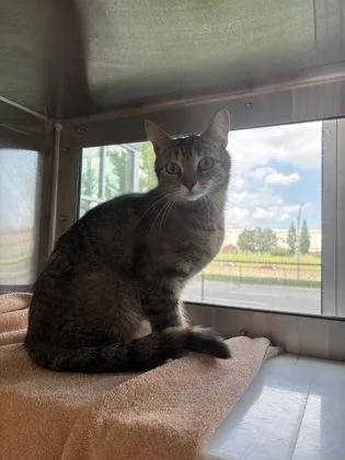 An adult medium-sized female Domestic Short Hair cat named Patricia for adoption in Westland, MI