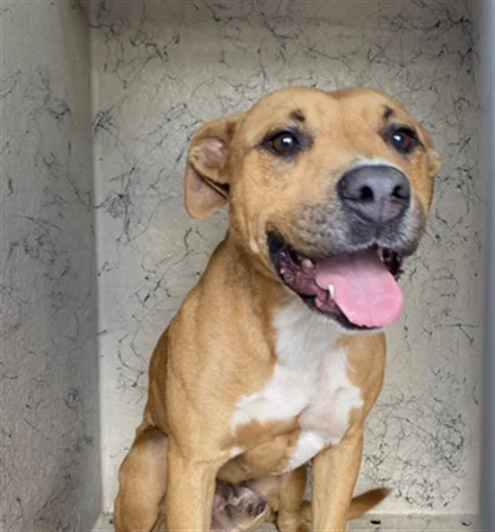 An adult large-sized male Pit Bull Terrier dog named Tucker for adoption in Indianapolis, IN