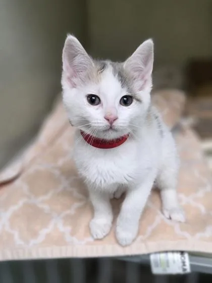 A baby small-sized female Domestic Short Hair cat named Lemon for adoption in Westland, MI