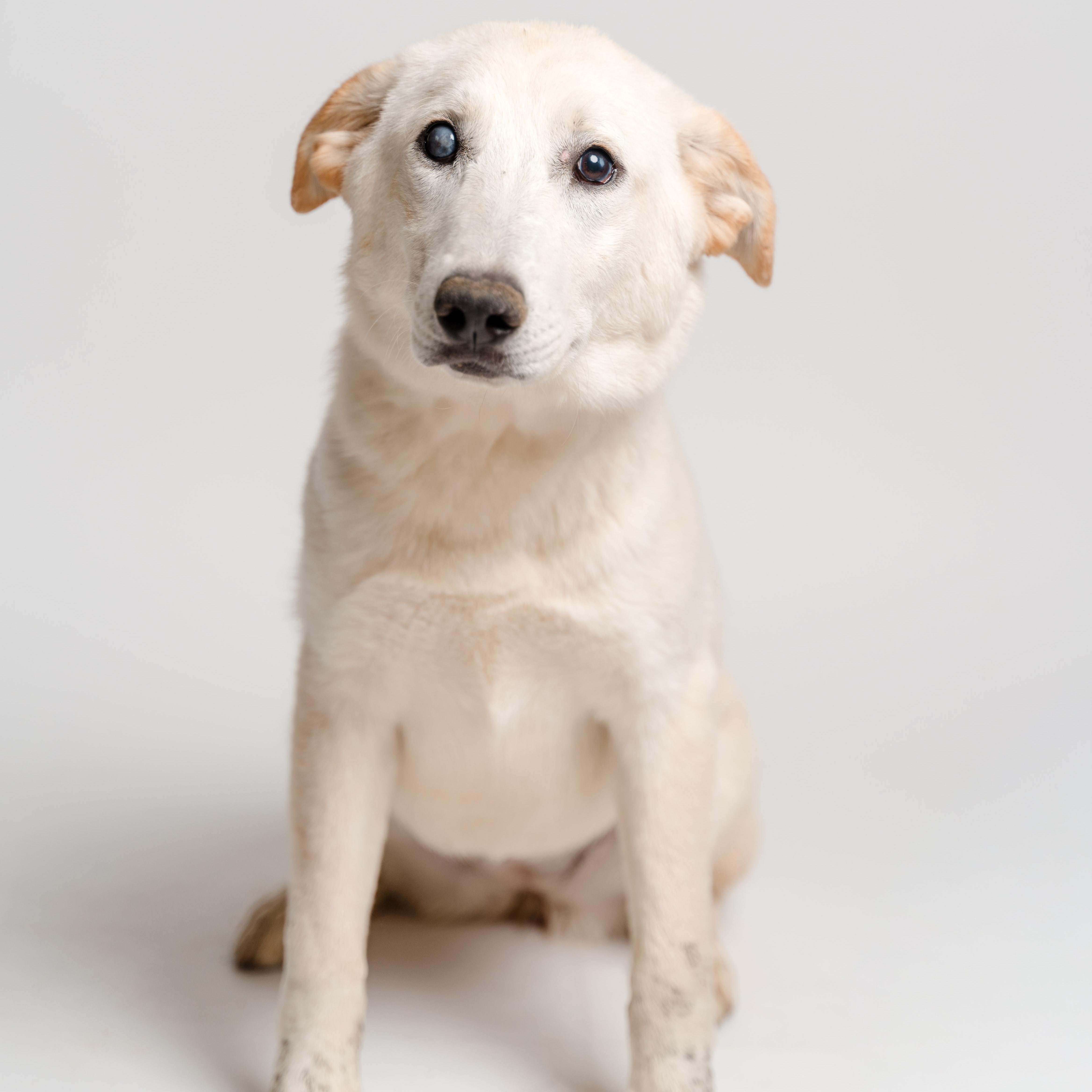 A young medium-sized female White / Cream Labrador Retriever dog named Alaya for adoption in Manvel, TX