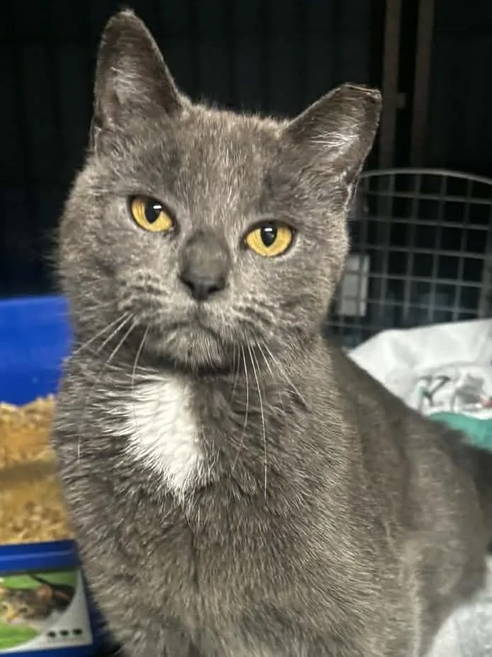 An adult medium-sized female Gray & White Domestic Short Hair cat named Nora for adoption in Danville, IL