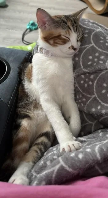 Skittles thumbnail 2