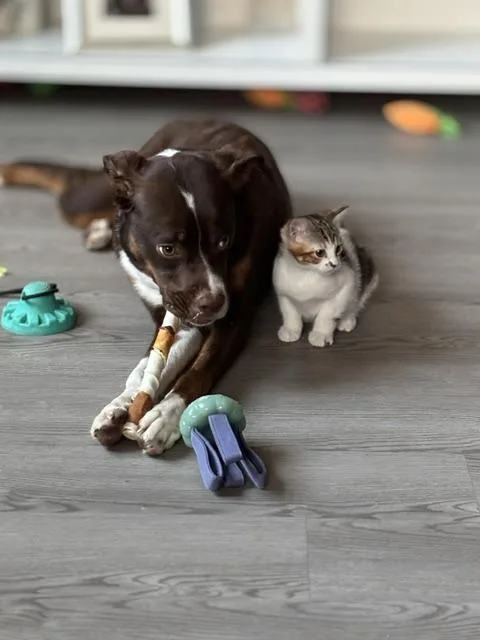 Skittles thumbnail 3