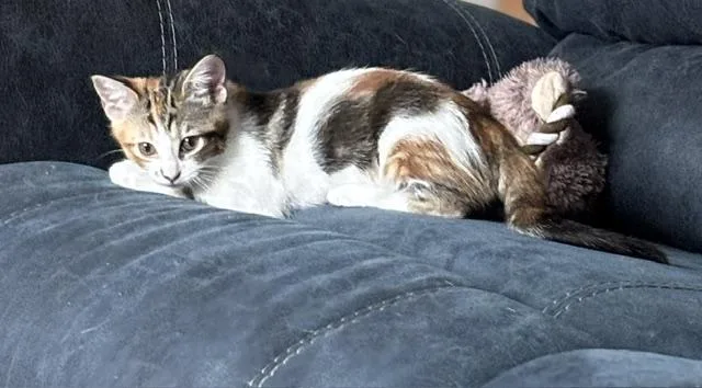 Skittles thumbnail 4