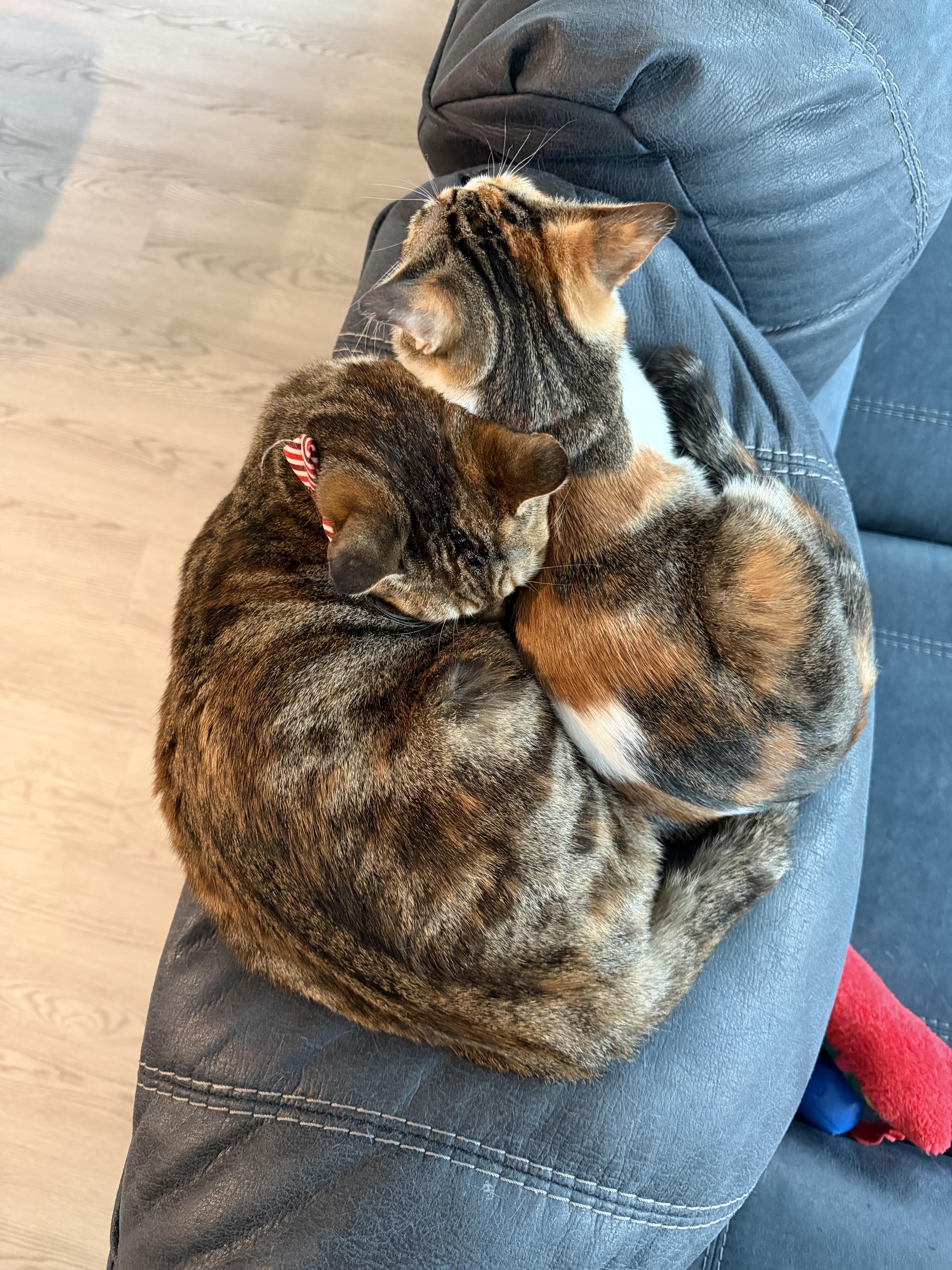 Skittles thumbnail 5