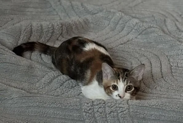 Skittles thumbnail 6