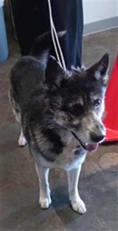 An adult large-sized male German Shepherd Dog dog named Grampo for adoption in Los Angeles, CA