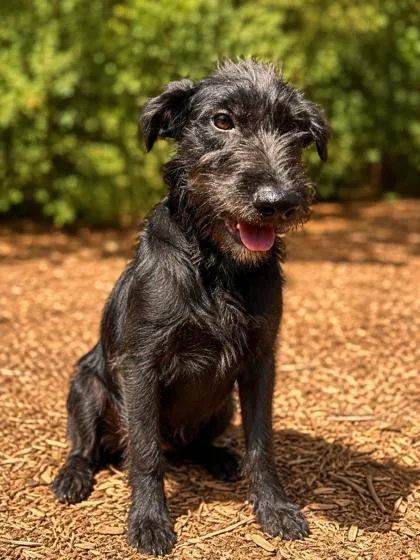 A baby medium-sized male Labrador Retriever dog named Aj for adoption in Cumming, GA
