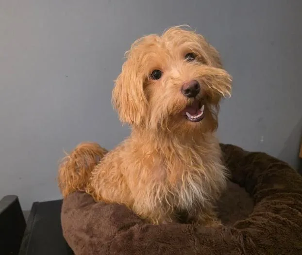 A young small-sized male Apricot / Beige Goldendoodle dog named Scooby for adoption in Manvel, TX