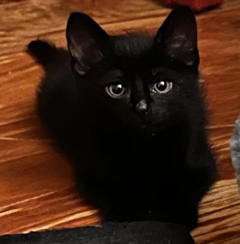 A baby small-sized male Black Domestic Short Hair cat named Loki for adoption in Stone Mountain, GA