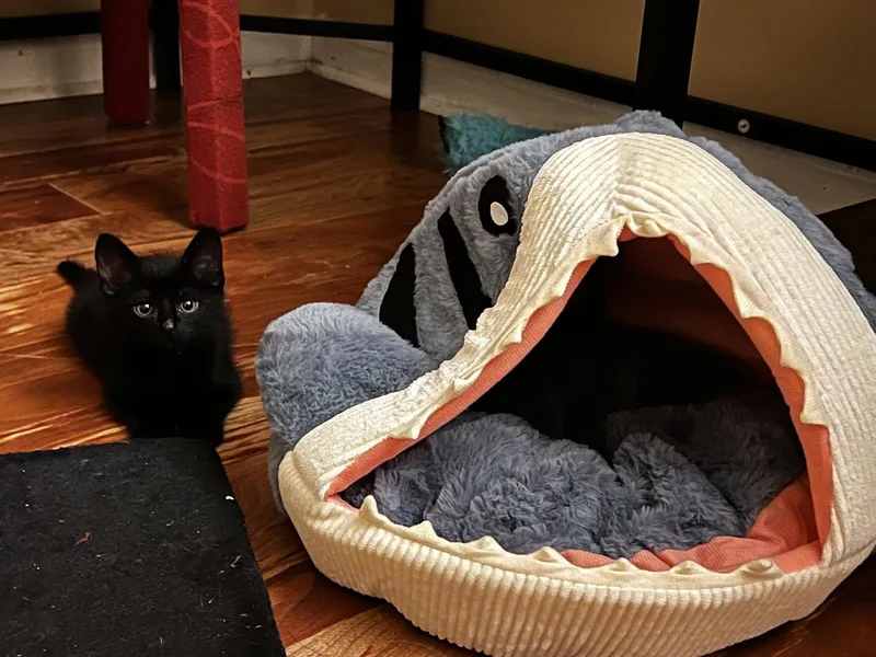 Loki thumbnail 2