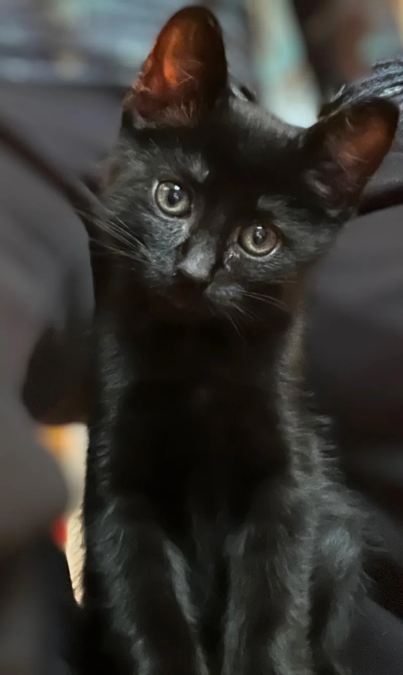 Loki thumbnail 3