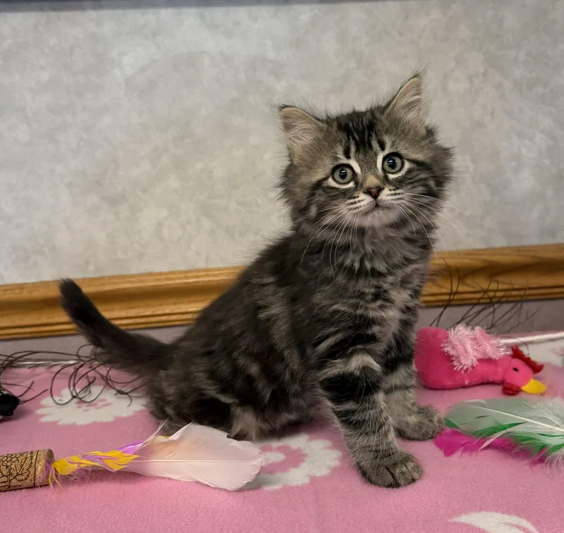 A baby medium-sized female Domestic Long Hair cat named Killdeer for adoption in St. Clair, MI