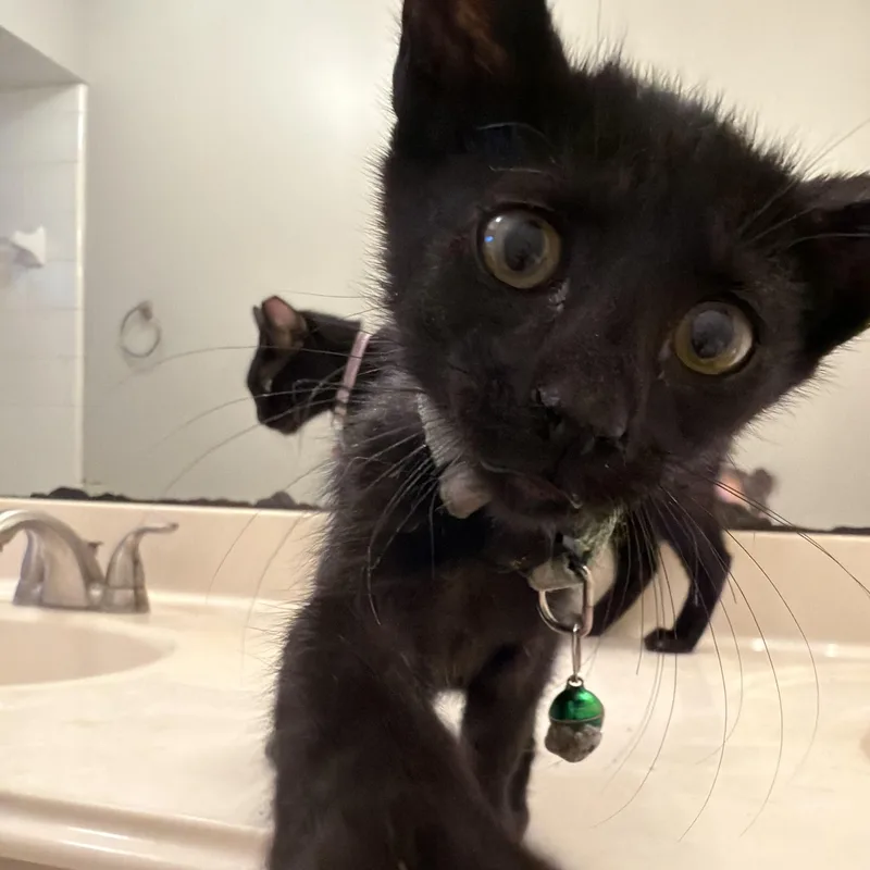 A baby medium-sized male Black Domestic Short Hair cat named Moon for adoption in Liverpool, TX