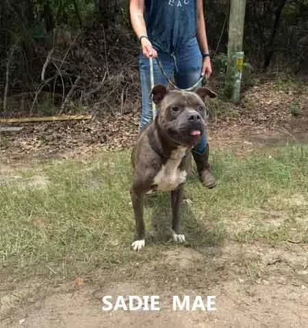 An adult medium-sized female Pit Bull Terrier dog named Sadie Mae for adoption in Washington, GA
