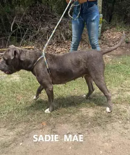Sadie Mae thumbnail 2
